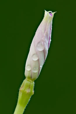 image of Catharanthus roseus, Madagascar Periwinkle, Rosy-periwinkle, Cayenne Jasmine