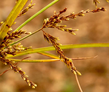 image of Cyperus iria, Rice-field Flatsedge