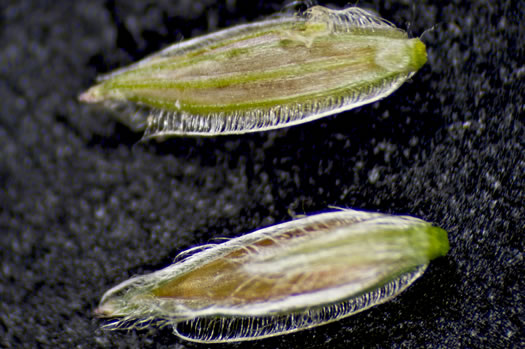 image of Digitaria bicornis, Asian crabgrass