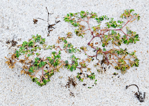 image of Euphorbia bombensis, Southern Seaside Spurge, Dixie Sandmat