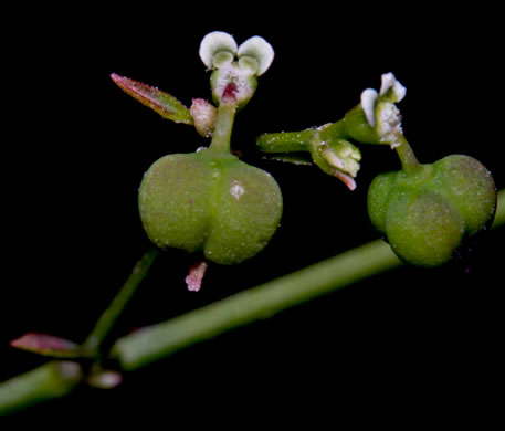 image of Euphorbia graminea, grassleaf spurge