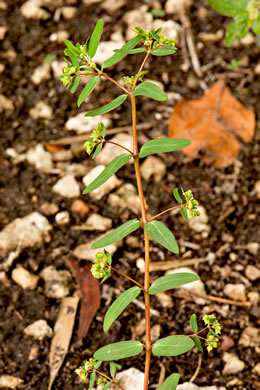 image of Euphorbia hyssopifolia, Hyssopleaf Sandmat