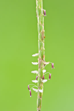 image of Eremochloa ophiuroides, Centipede Grass