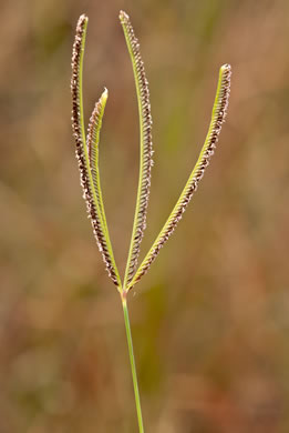 image of Eustachys petraea, Dune Fingergrass, Pinewoods Fingergrass