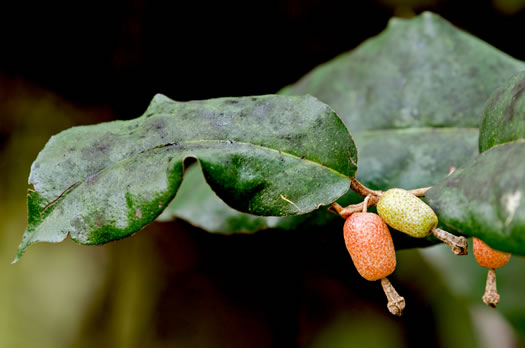 image of Elaeagnus pungens, Thorny Olive, Autumn Siverberry, Silverthorn, Thorny Elaeagnus