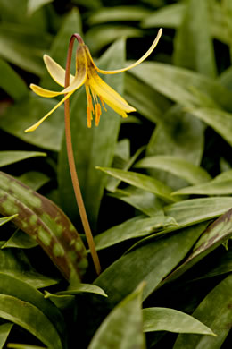 image of Erythronium umbilicatum ssp. umbilicatum, Dimpled Trout Lily, Dogtooth Violet