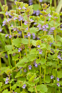 image of Glechoma hederacea, Ground Ivy, Gill-over-the-ground, Creeping Charlie