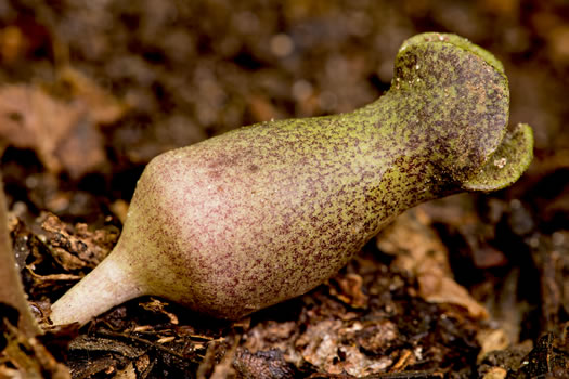 image of Hexastylis arifolia var. arifolia, Little Brown Jug, Arrowhead Heartleaf, Arrowleaf Heartleaf