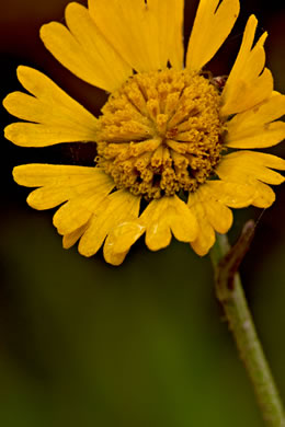 image of Helenium pinnatifidum, Savanna Sneezeweed, Southeastern Sneezeweed