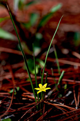 image of Hypoxis juncea, Fringed Stargrass