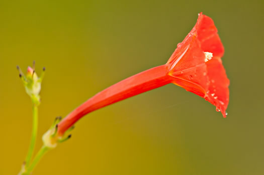 image of Ipomoea hederifolia, Scarlet Creeper
