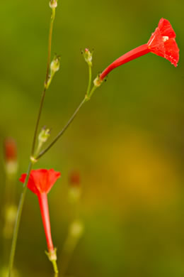 image of Ipomoea hederifolia, Scarlet Creeper