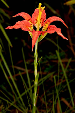 image of Lilium catesbaei, Pine Lily, Catesby's Lily, Leopard Lily