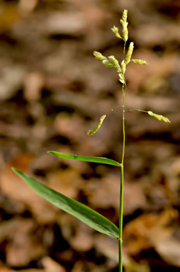 image of Leersia lenticularis, Catchfly Cutgrass, Oatmeal Grass