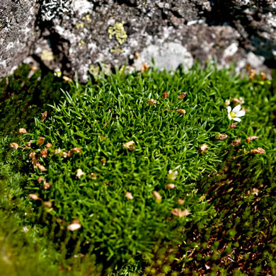 image of Geocarpon groenlandicum, Mountain Sandwort, Greenland Sandwort