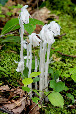 image of Monotropa uniflora, Indian Pipes, Ghost-flower, Common Ghost Pipes