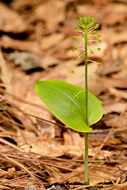 Malaxis unifolia, Green Adder's-mouth Orchid