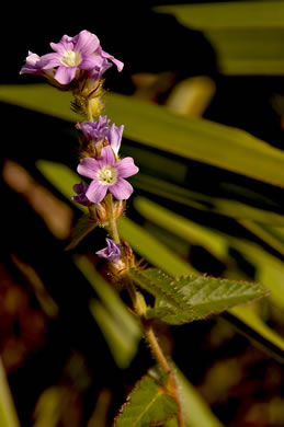 image of Melochia spicata var. spicata, Bretonica-peluda