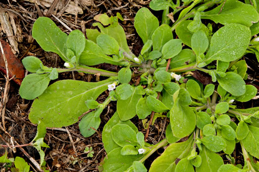 image of Nama jamaicense, Jamaica Weed