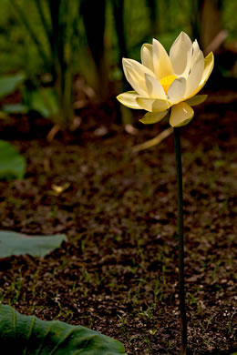 image of Nelumbo lutea, Yonkapin, American Lotus-lily, Yellow Nelumbo, Pond-nuts