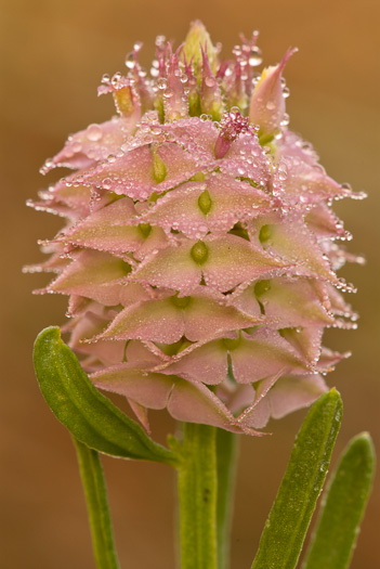 image of Polygala cruciata, Drumheads, Crossleaf Milkwort