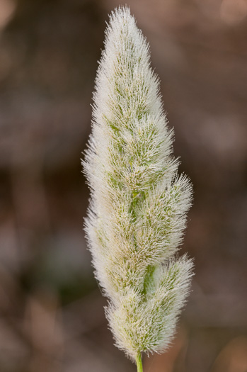 image of Polypogon monspeliensis, Annual Rabbitsfoot Grass, Beardgrass, Annual Beardgrass