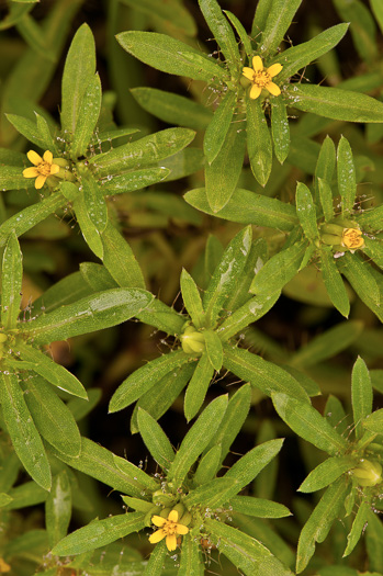 image of Pectis prostrata, spreading chinchweed