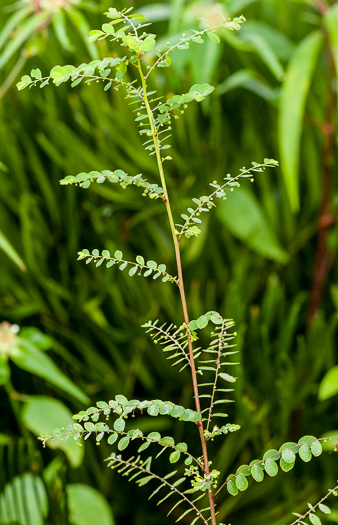 image of Phyllanthus tenellus, Mascarene Island Leaf-flower