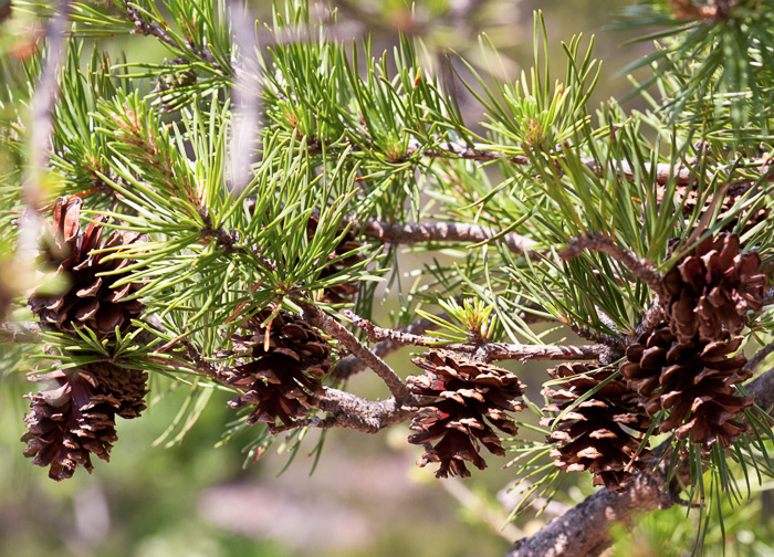 image of Pinus virginiana, Virginia Pine, Scrub Pine, Jersey Pine, Possum Pine