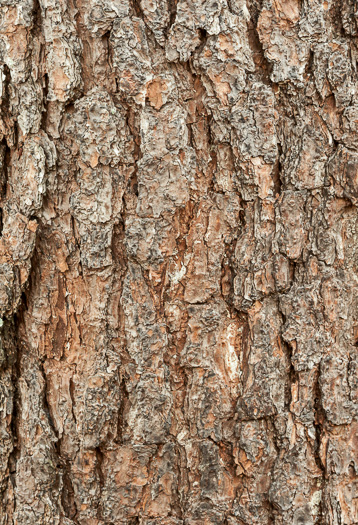 image of Pinus clausa, Sand Pine