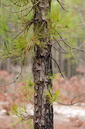 image of Pinus serotina, Pond Pine, Pocosin Pine, Marsh Pine