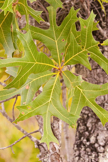 image of Quercus laevis, Turkey Oak