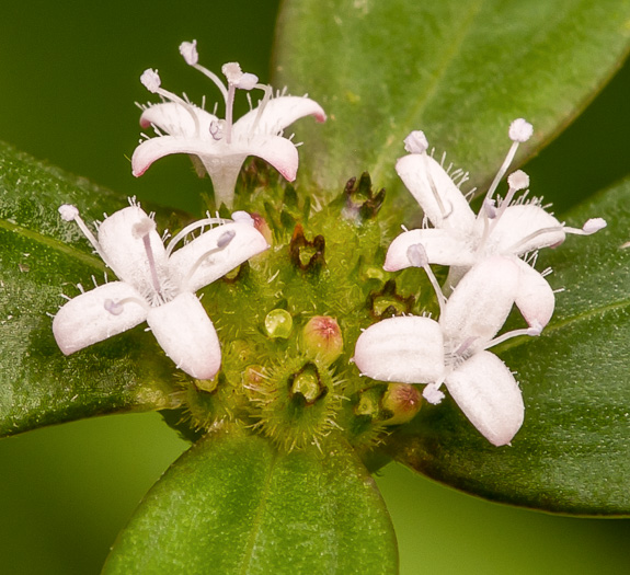 image of Spermacoce remota, Woodland Buttonweed