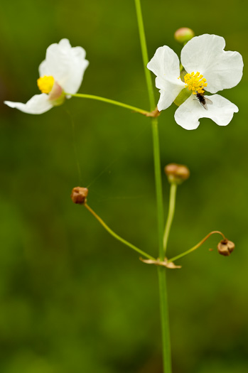 image of Sagittaria lancifolia var. lancifolia, Duck Potato
