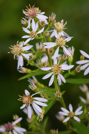 image of Symphyotrichum lowrieanum, Smooth Heartleaf Aster, Lowrie's Blue Wood Aster, Lowrie's Aster