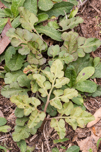 image of Sceptridium lunarioides, Winter Grapefern