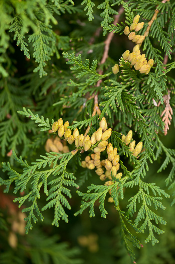 image of Thuja occidentalis, American Arborvitae, Northern White Cedar, Flat Cedar, Eastern Arborvitae