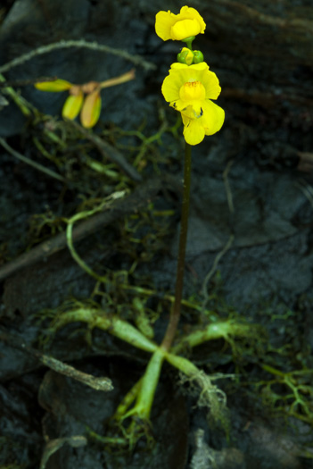 image of Utricularia radiata, Small Swollen Bladderwort, Floating Bladderwort, little floating bladderwort