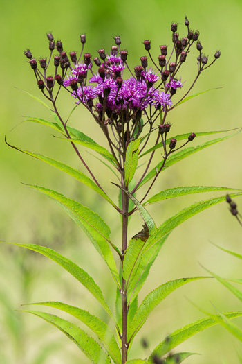image of Vernonia noveboracensis, New York Ironweed