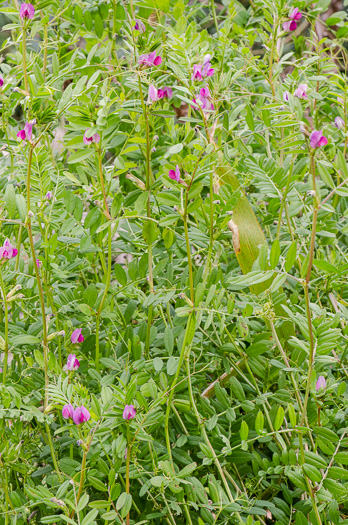 image of Vicia sativa ssp. nigra, Narrowleaf Vetch, Garden Vetch