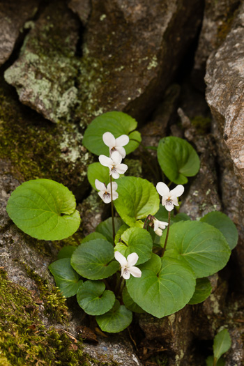 image of Viola blanda, Sweet White Violet
