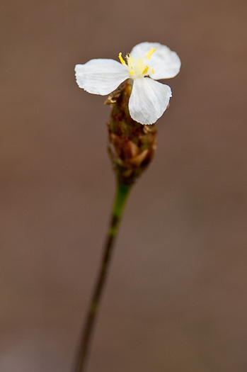 image of Xyris caroliniana, Pineland Yellow-eyed-grass, Carolina yellow-eyed-grass