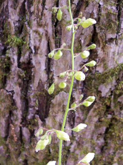 image of Heuchera pubescens, Marbled Alumroot, Downy Alumroot