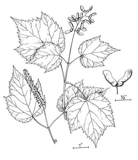 image of Acer spicatum, Mountain Maple