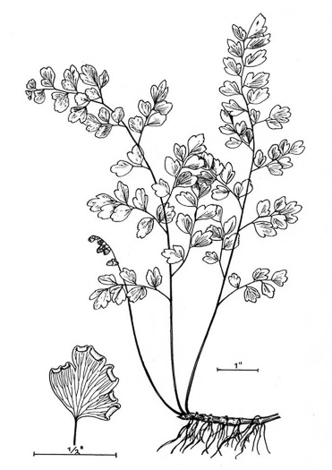 image of Adiantum capillus-veneris, Southern Maidenhair Fern, Venus-hair Fern