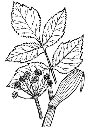 drawing of Angelica atropurpurea, Purple Angelica