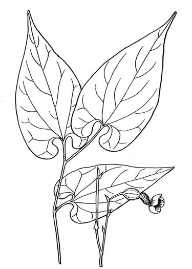 image of Endodeca serpentaria, Turpentine-root, Virginia Snakeroot, Serpent Birthwort