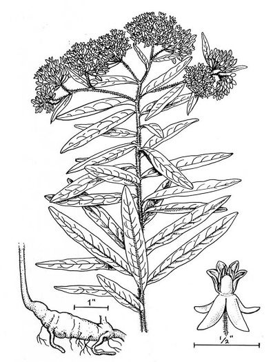 image of Asclepias tuberosa var. tuberosa, Butterfly Milkweed, Eastern Butterflyweed, Pleurisy Root, Wind Root