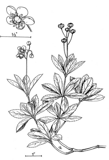 drawing of Chimaphila umbellata var. cisatlantica, Prince's-pine