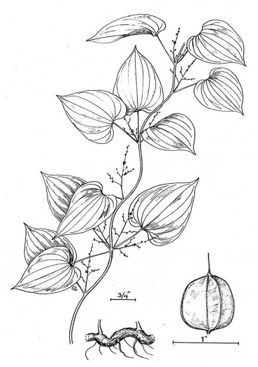 drawing of Dioscorea villosa, Common Wild Yam, Streamhead Yam, Yellow Yam